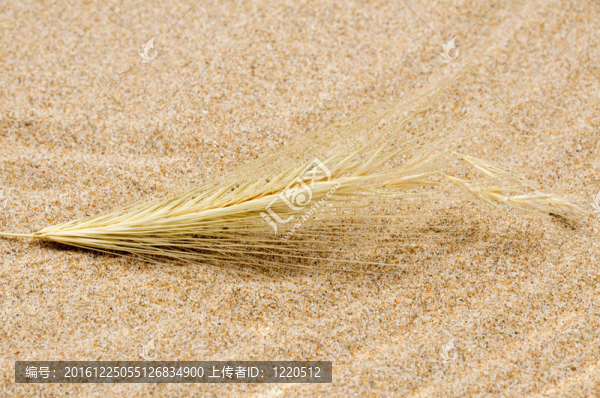 沙穗