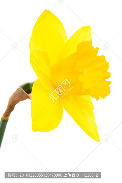 水仙