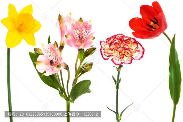 鮮花