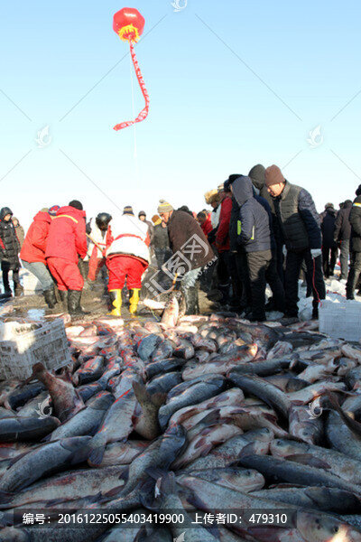 冬捕,捕魚,打凍網(wǎng),淡水魚