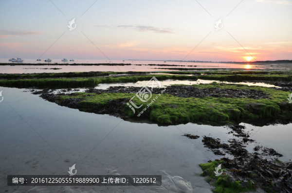 海草石上的日落