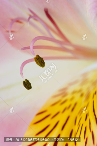 宏美的花