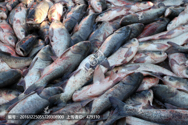 冬捕,捕魚,打凍網(wǎng),淡水魚