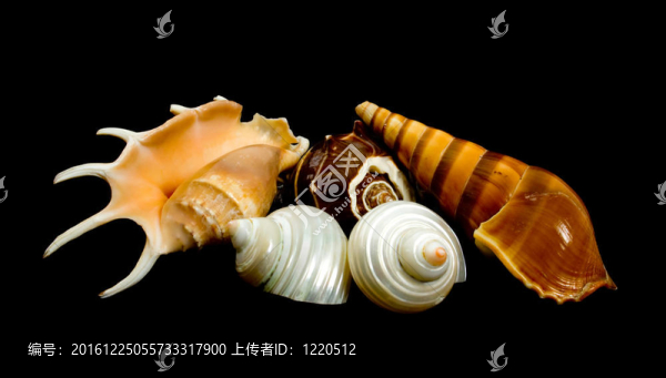 黑色背景的貝殼