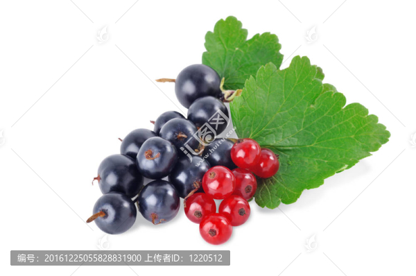 黑和紅醋栗