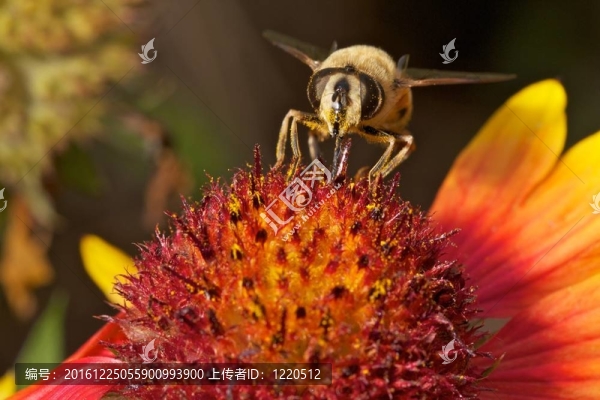 蜜蜂在花