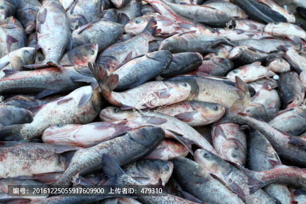 冬捕,捕魚(yú),打凍網(wǎng)