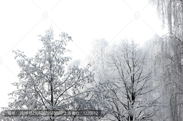 樹上第一場(chǎng)冬天的雪