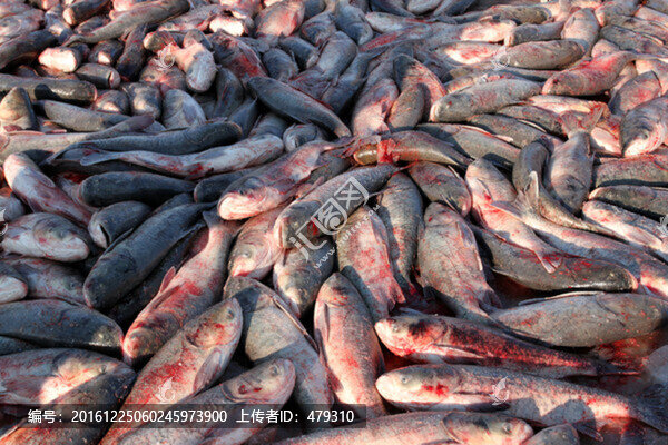 冬捕,捕魚,打凍網(wǎng),淡水魚