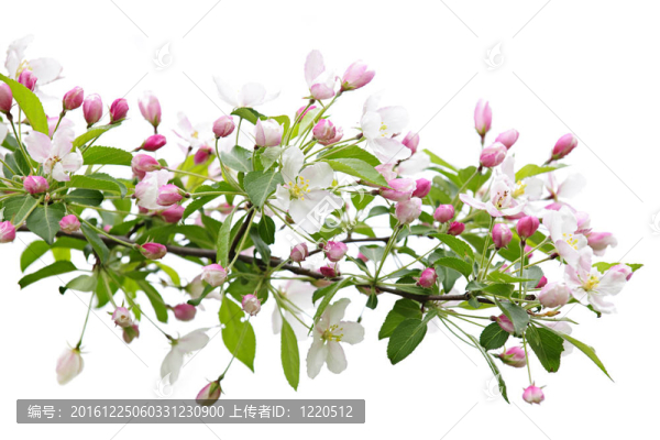 開花蘋果樹枝