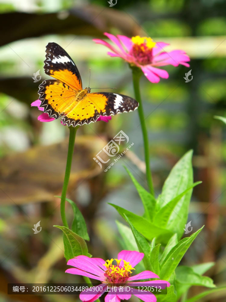 蝴蝶花