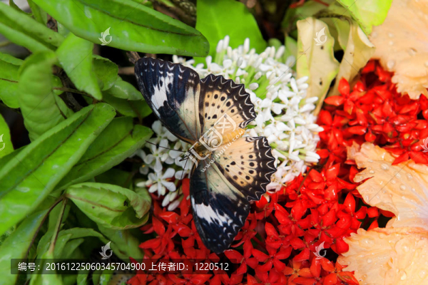 蝴蝶花