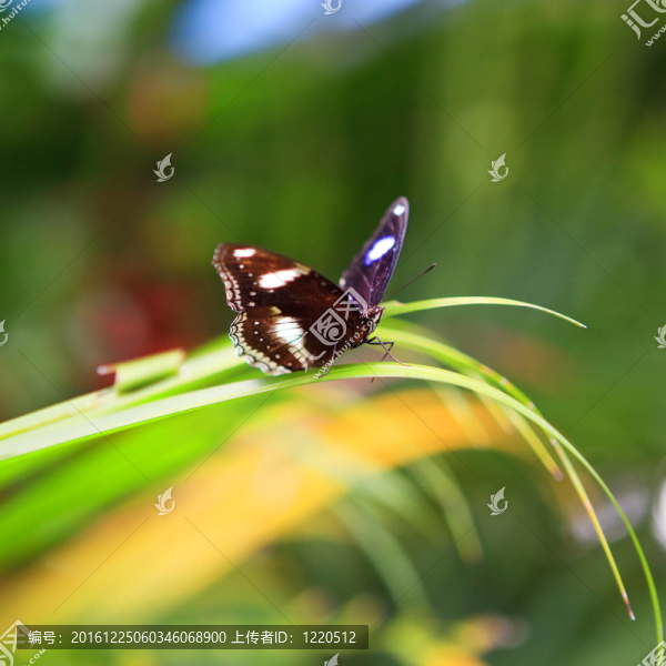 蝴蝶花