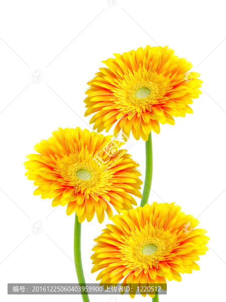Gerber的花