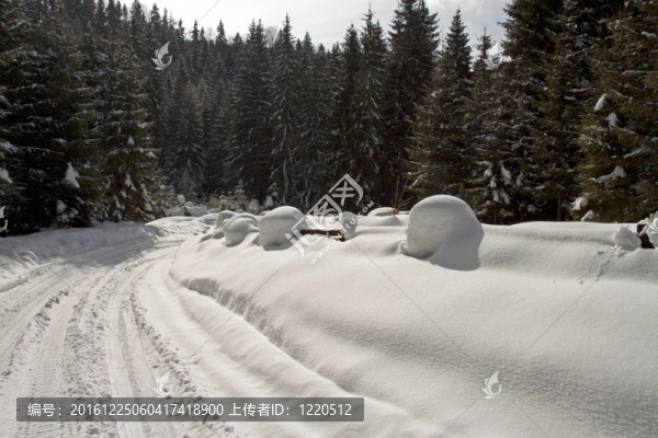 雪路在大松樹之間