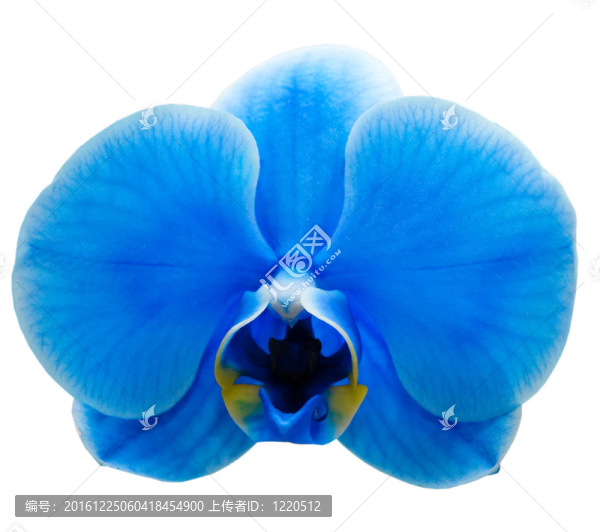 蘭花