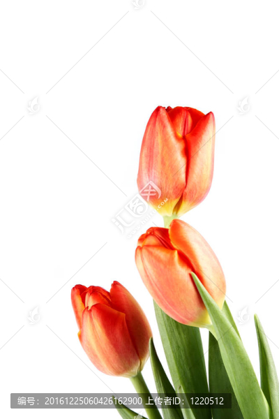 紅色郁金香花束
