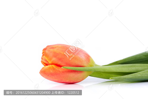 紅色的郁金香