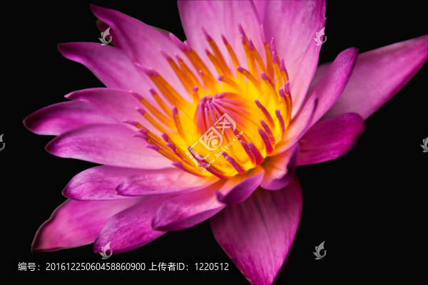 紫蓮花