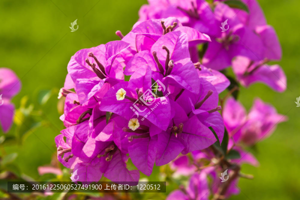 九重葛紙花