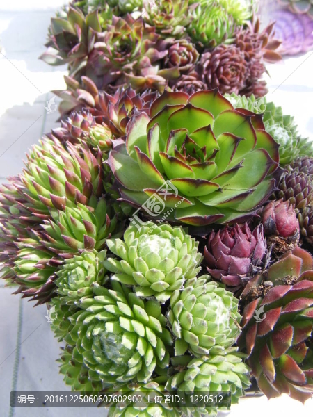 多肉植物