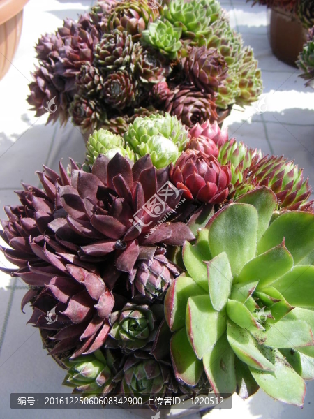 多肉植物