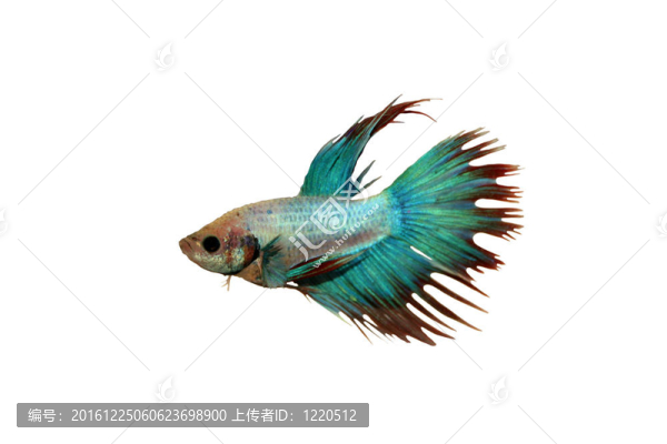 小丑魚；暹羅斗魚與裁剪路徑