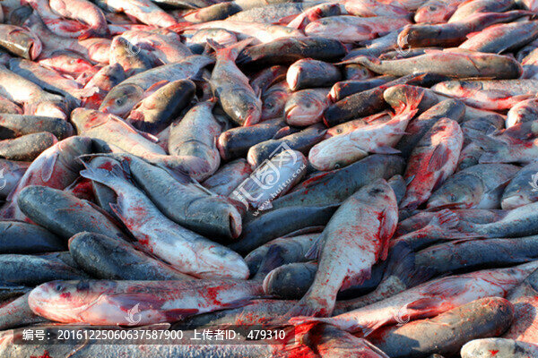 冬捕,捕魚,打凍網(wǎng),淡水魚