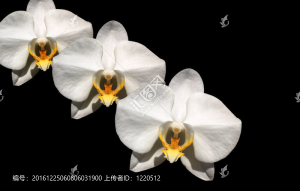 黑色背景上的白蘭花
