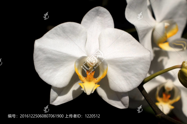 黑色背景上的白蘭花