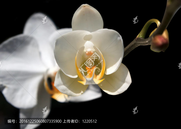 黑色背景上的白蘭花