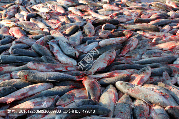 冬捕,捕魚(yú),打凍網(wǎng),淡水魚(yú),冬