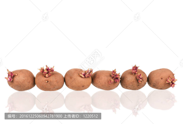 土豆芽