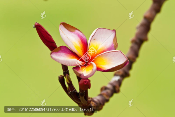 美麗的春天的花朵