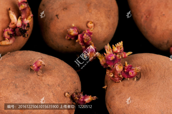土豆芽