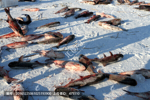 冬捕,捕魚,打凍網(wǎng),淡水魚