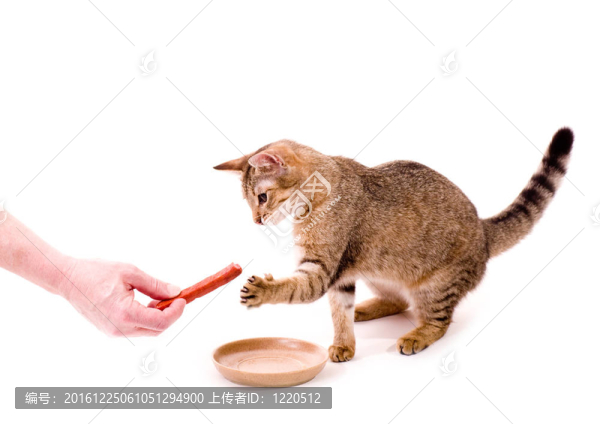 美麗的貓吃香腸