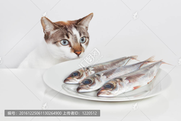 一只饑餓的貓?jiān)趶N房里看著魚(yú)。