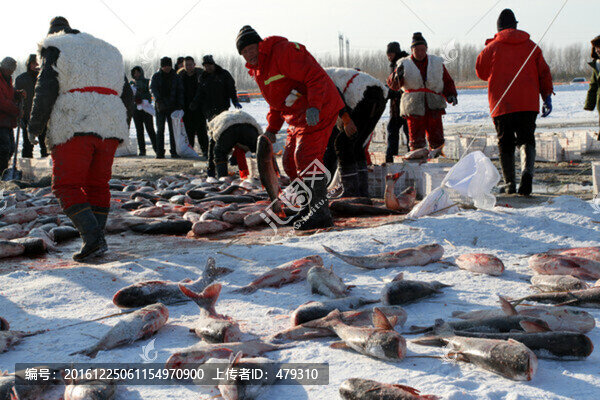 冬捕,捕魚(yú),打凍網(wǎng)