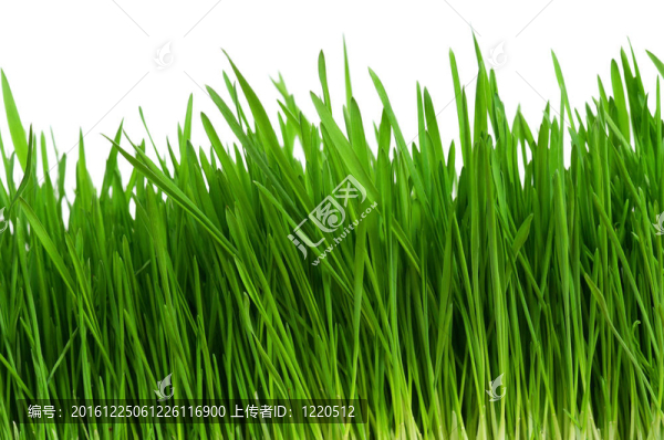 小麥草