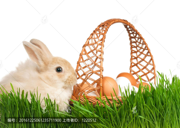 兔子在草地上