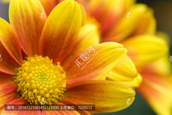 橙色的菊花
