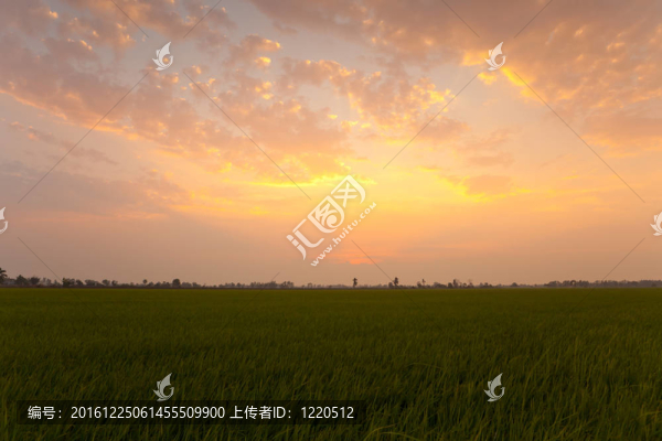 Rice日落農(nóng)場