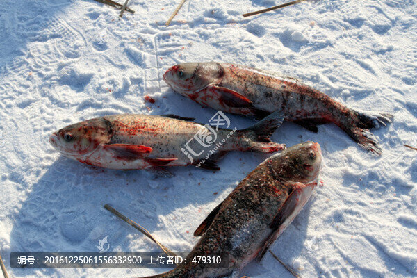 冬捕,捕魚,打凍網,淡水魚