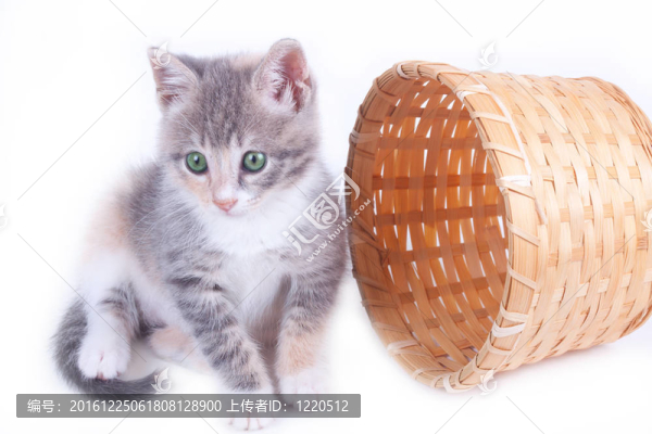 頑皮小貓在籃子附近是