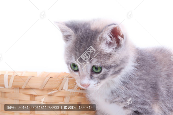 頑皮小貓在籃子附近