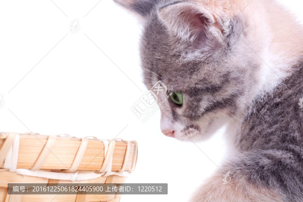 頑皮小貓?jiān)诨@子附近