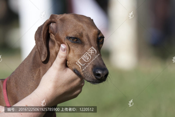 灰狗