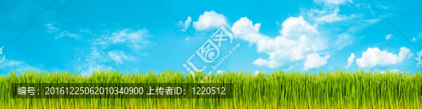 春天的草