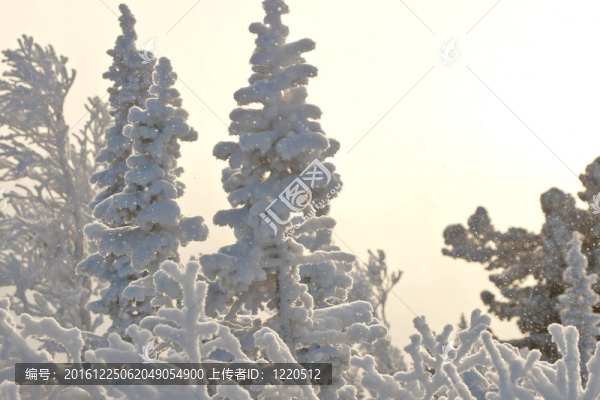 雪中的樹(shù)